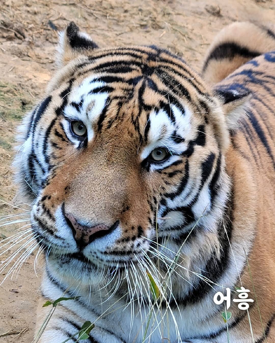 호랑이